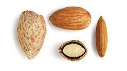 Nonpariel almond