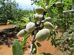 Almonds on a branch.