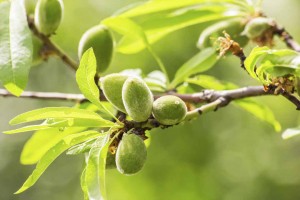 Green almonds on branch