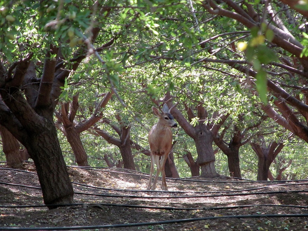 A “local native” passing though an orchard in the Maxwell area of Colusa County.