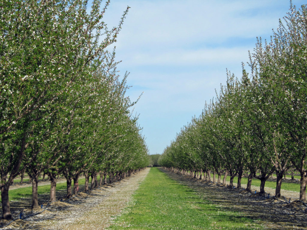 Final stages of bloom in the Chico area.