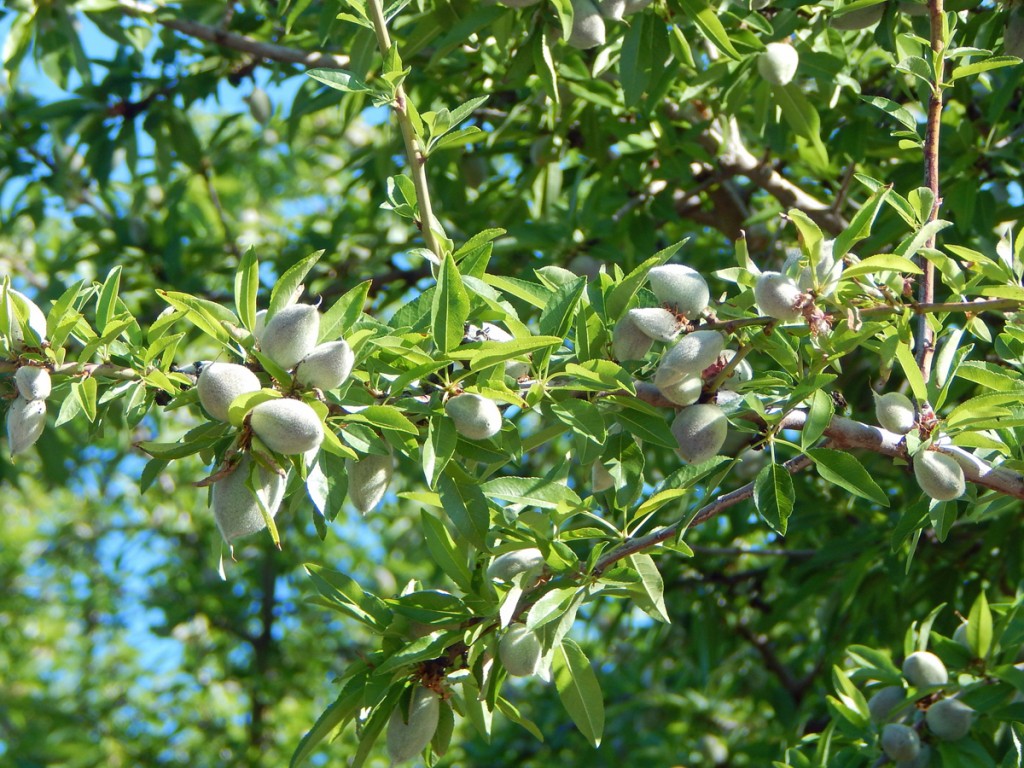 Developing Nonpareil nuts.