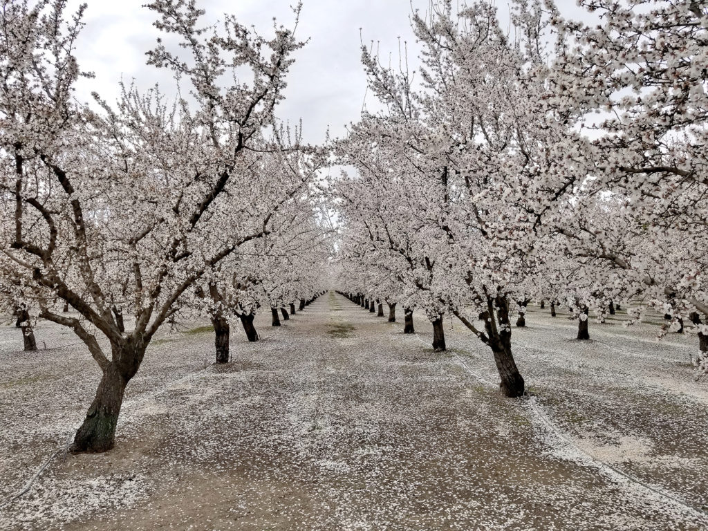 Butte and Padre bloom and petal fall - Butte County