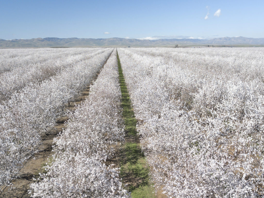 Nonpareil, Fritz and Monterey - Western Stanislaus County