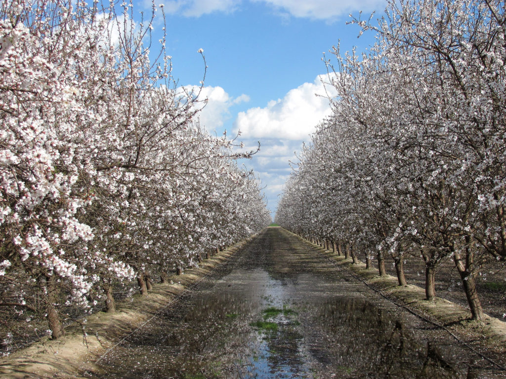 Nonpareil and Fritz - Madera County