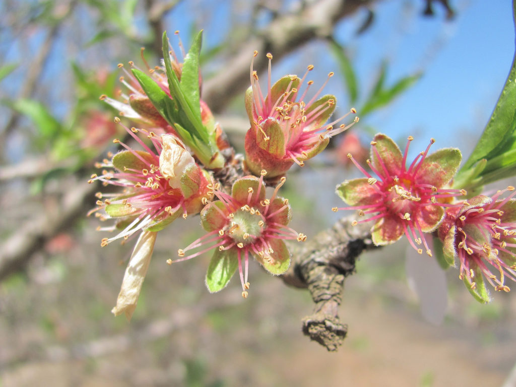 Nonpareil Jackets near Chowchilla