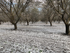 Heavy petal fall - Stanislaus County