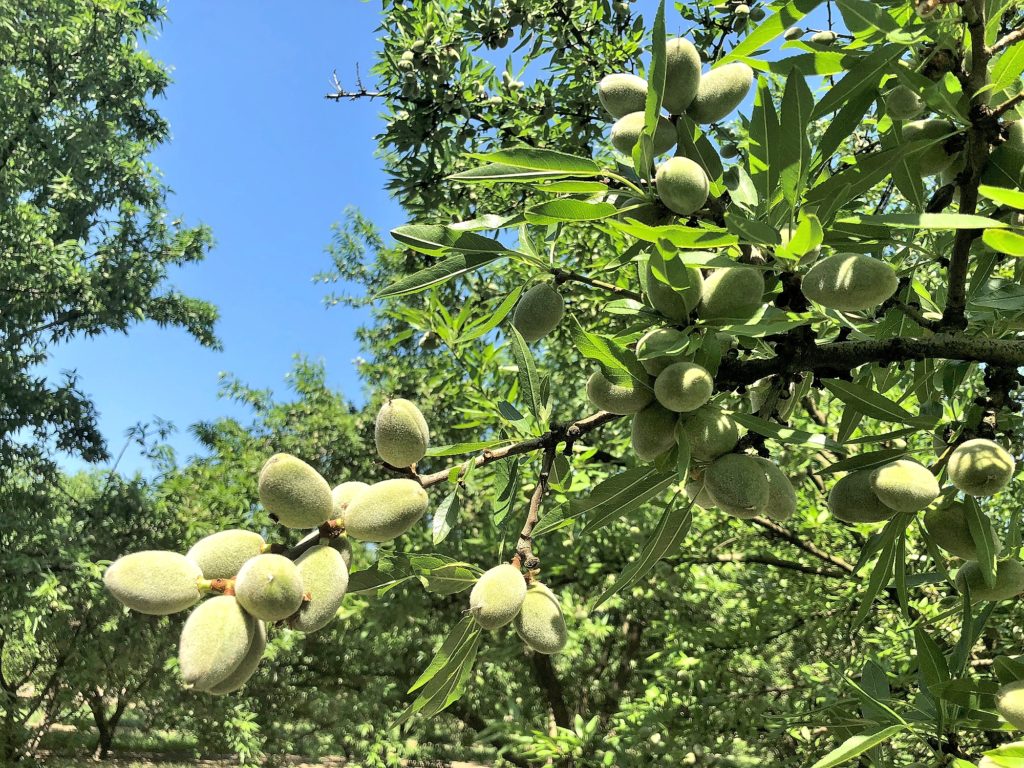 Carmel Nuts - Merced County