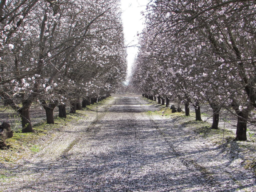 Nonpareil and Fritz - Tulare County