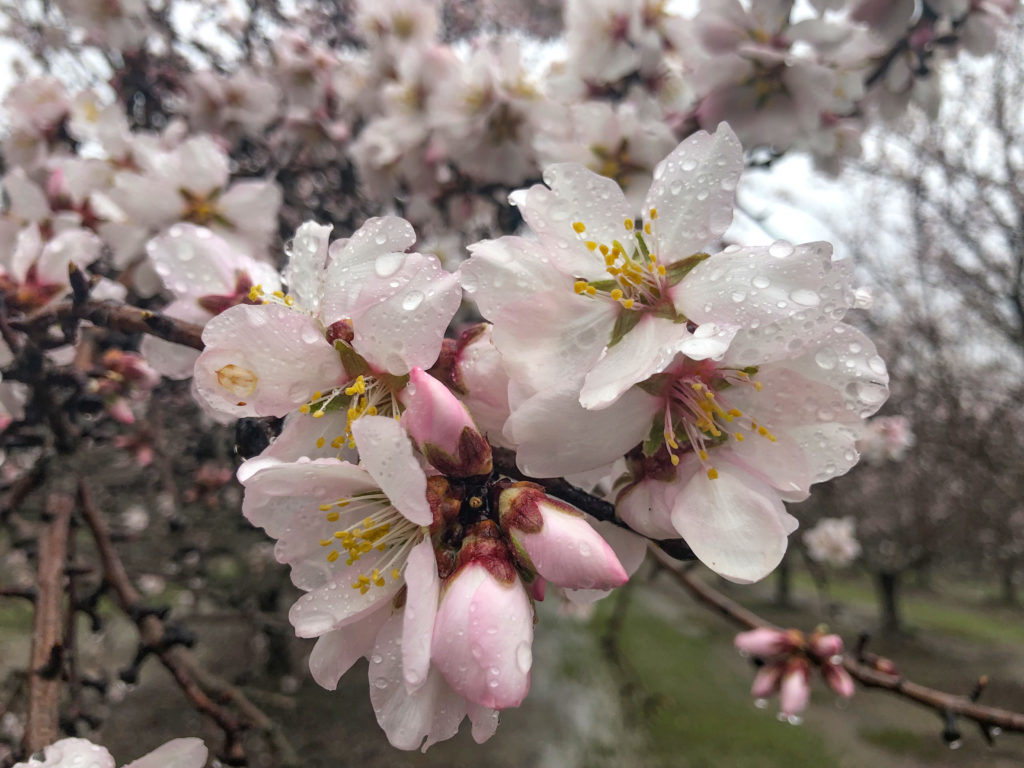 Wet Nonpareil bloom - Colusa County