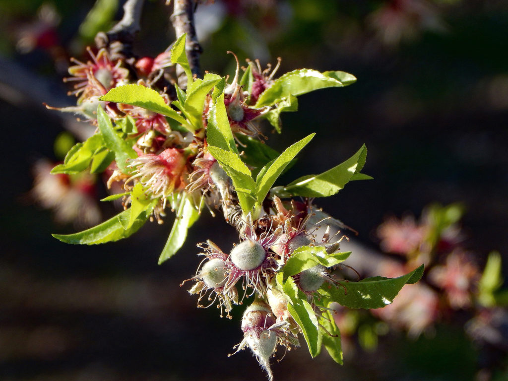 Aldrich Nutlets - Stanislaus County