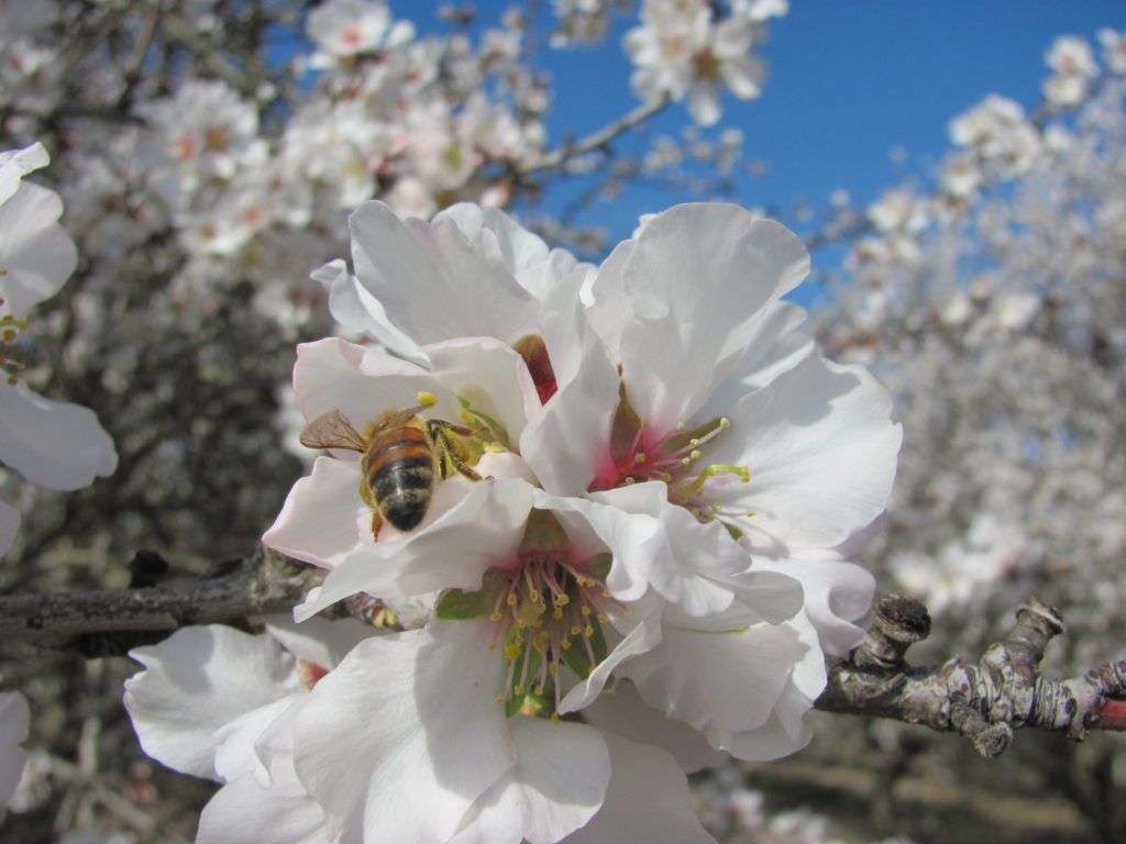 Bee foraging in Padre bloom - Madera County