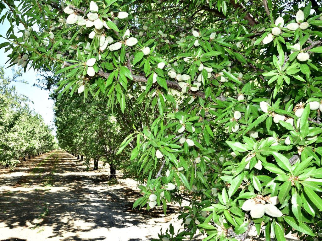 Aldrich Nuts near Lost Hills in Kern County