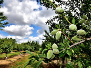 Monterey Nuts Under Cloudy Skies - San Joaquin County