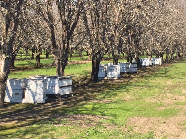 Bees in Butte County