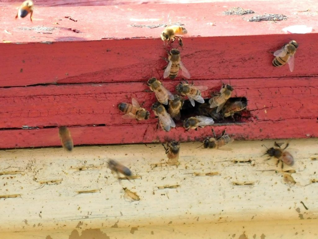 Bees in Manteca