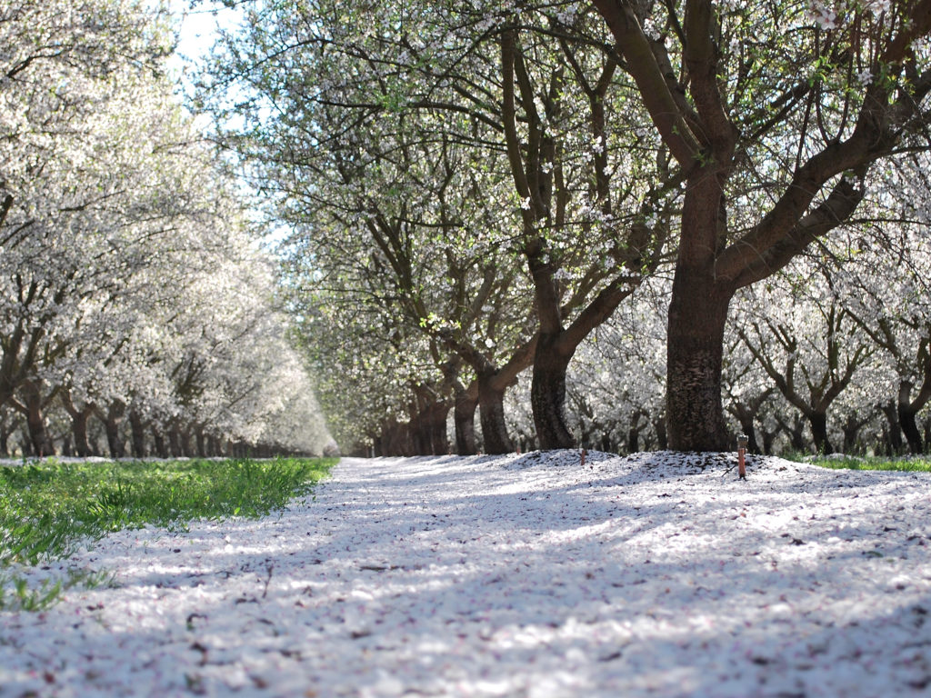 Butte Padre Petal Fall in Manteca