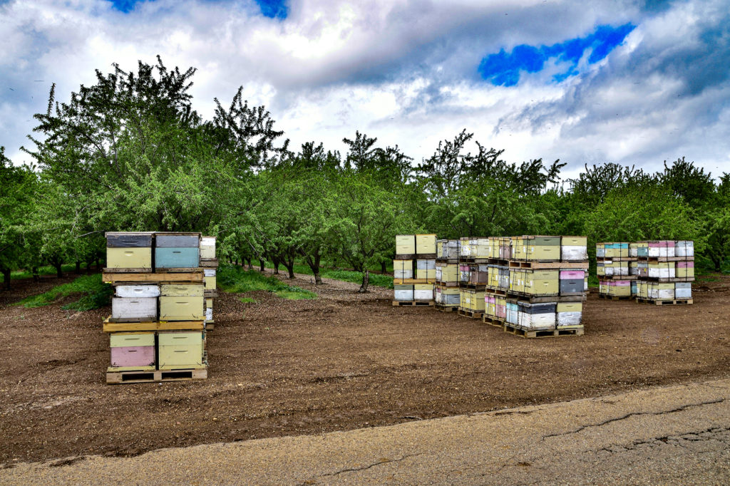 Hives stacked for removal in western Stanislaus County