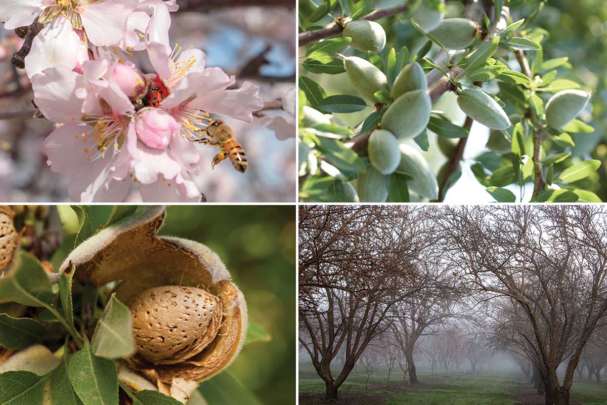 Lifecycle of an almond