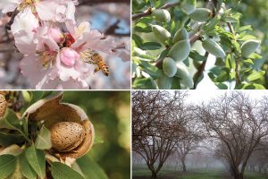 Seasonal lifecycle of an almond