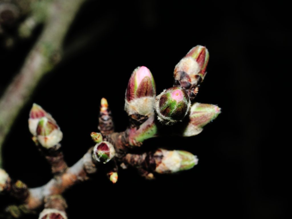 Nonpareil-GreenTip-and-Pink-Tip-in-Eastern-Stanislaus-County