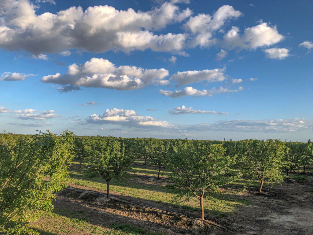 Young trees after mechanical topping in Stanislaus County