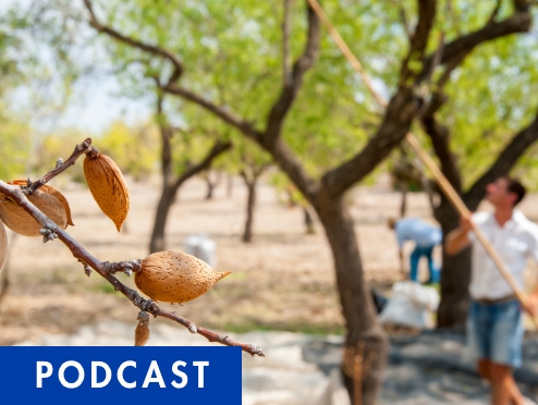 almond tree