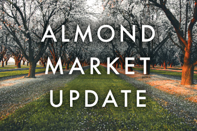 almond-market-update-featured-img