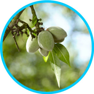 Green almonds in orchard