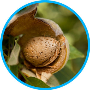 almond-in-shell